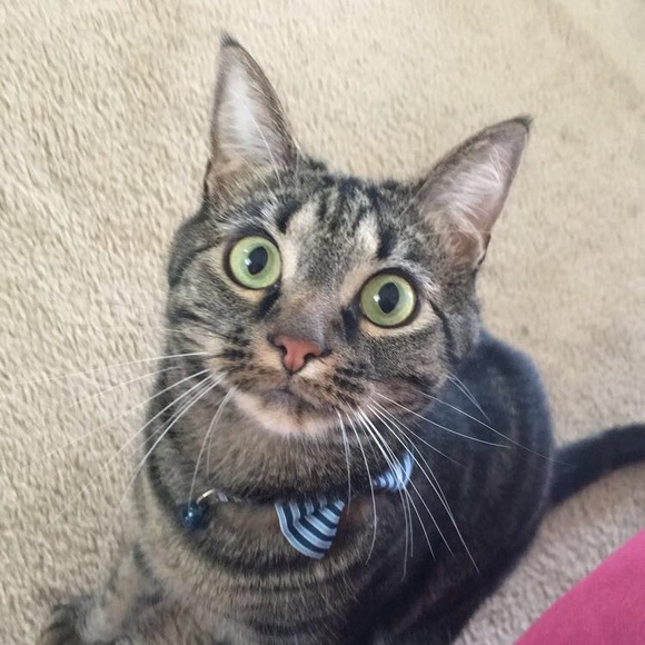 Meet your Posher, Allison - Picture 1 of 1